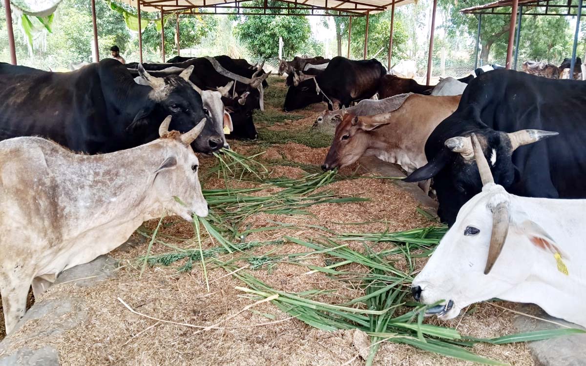 निरीक्षण में वाहिदपुर गौशाला में हरा चारा खाते मिलें गोवंश