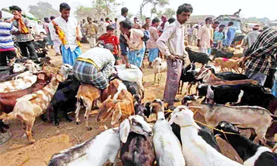  ईदुल अजहा पर्व को लेकर जमकर बिके कुर्बानी के बकरे