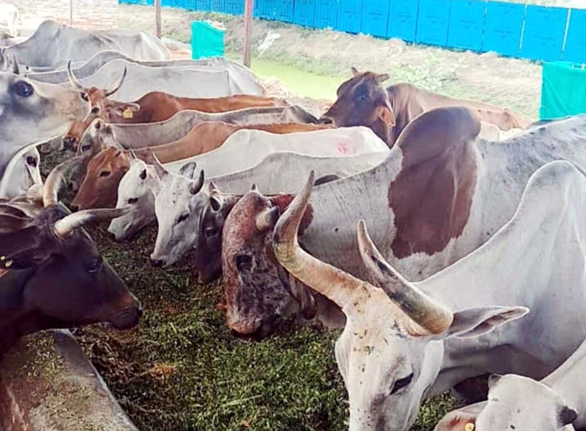 बिंदकी विधायक ने गौशाला में की गौवंशों की सेवा, धर्मकांति सेवा ट्रस्ट