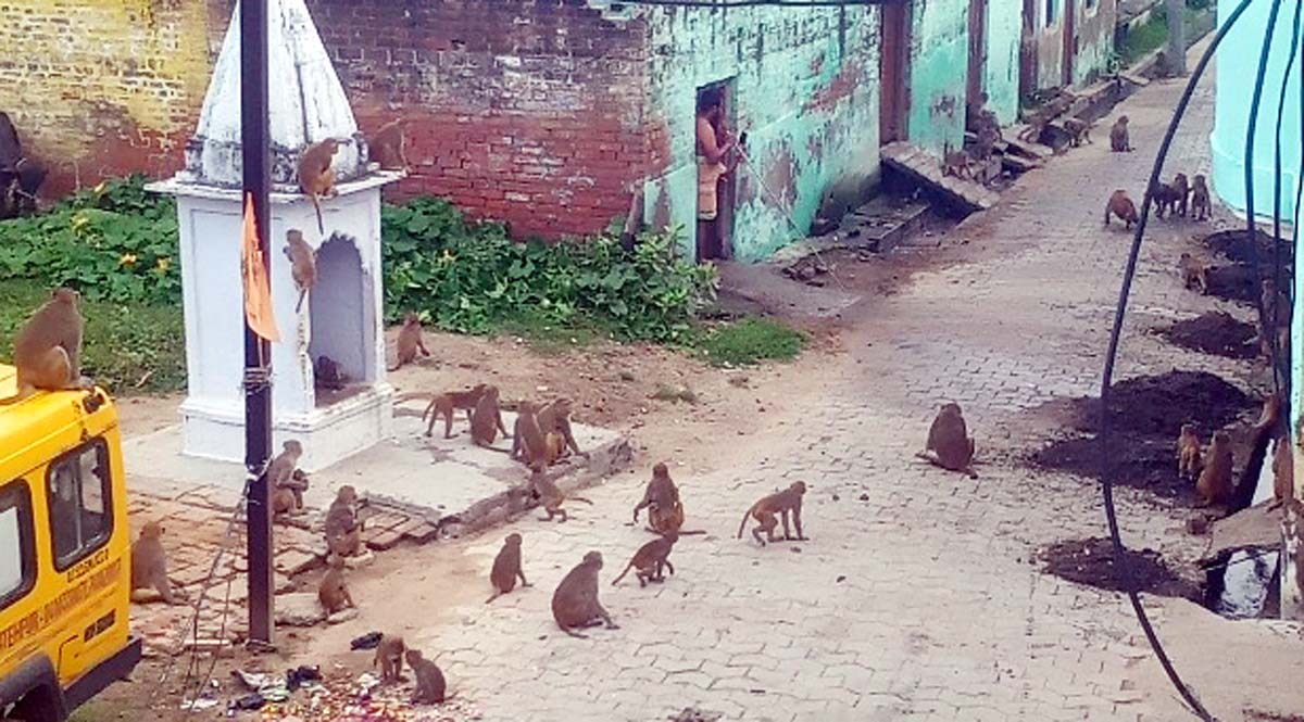लोगों ने बंदरों को पकड़ने की वन विभाग से की मांग, विभाग से की मांग