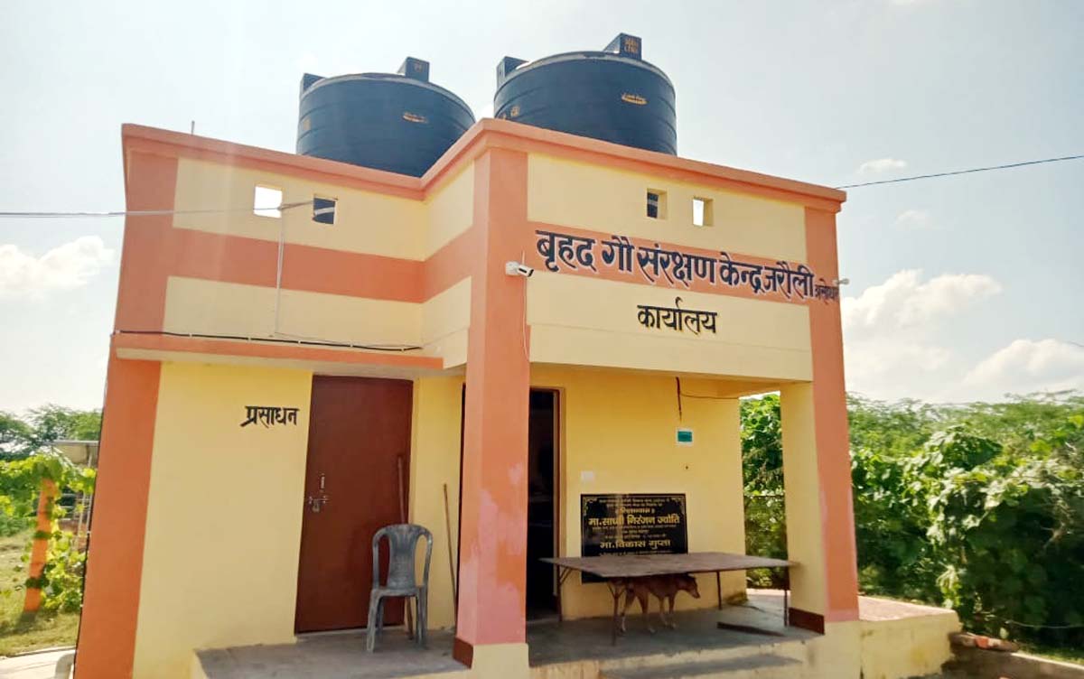 जरौली गौशाला की हालत बदर से बदतर, चील- कौवे नोंच रहे मांस
