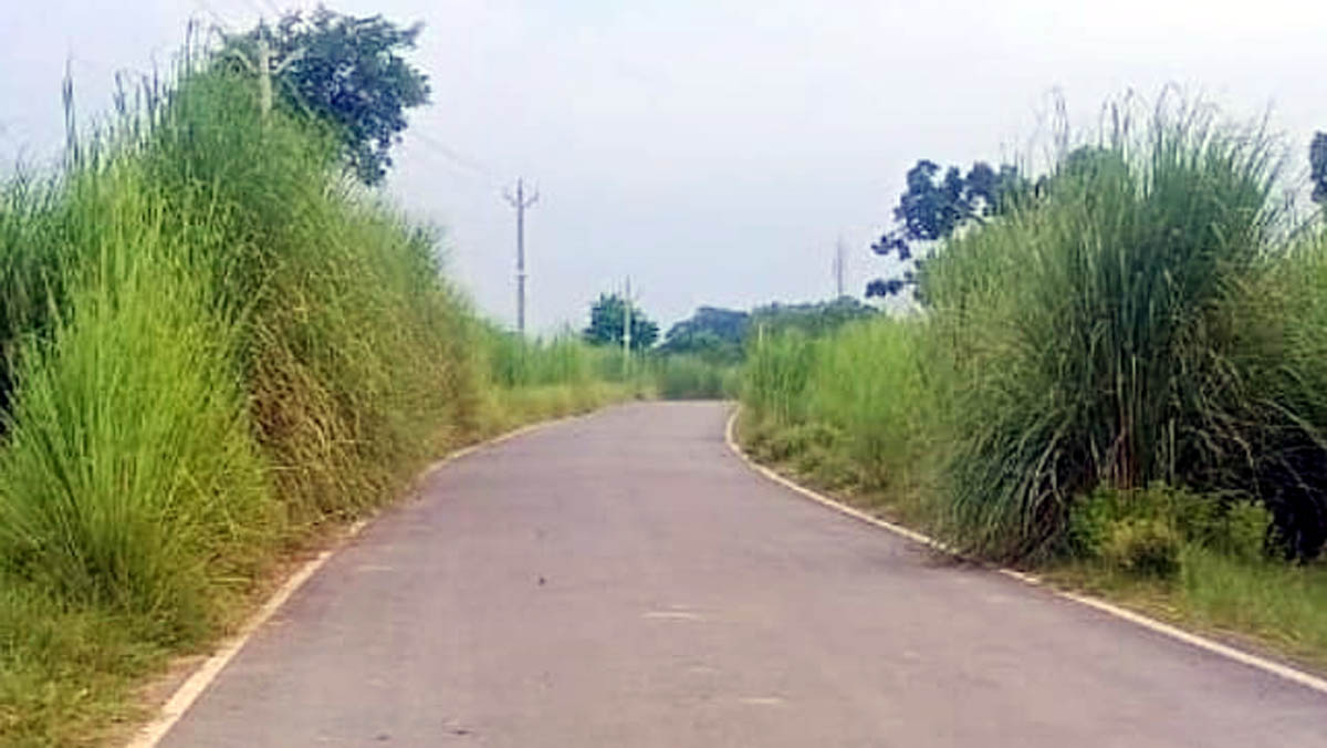 कोट मार्ग पर बढ़ा हादसों का खतरा, झाड़ियां राहगीरों के लिए मुसीबत