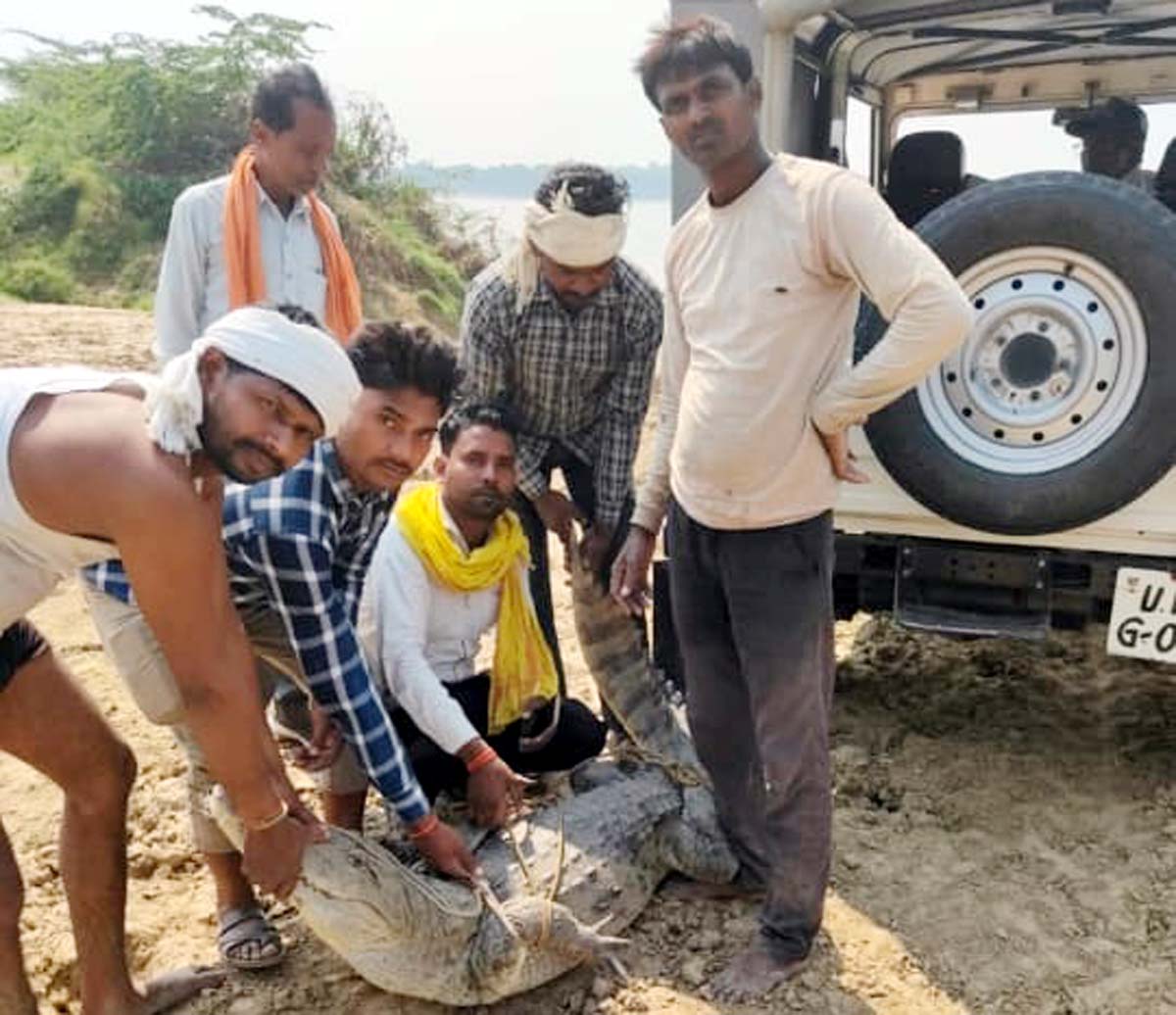 मगरमच्छ मिलने की सूचना पर उमड़े ग्रामीण, रेस्क्यू, पकड़ा मगरमच्छ
