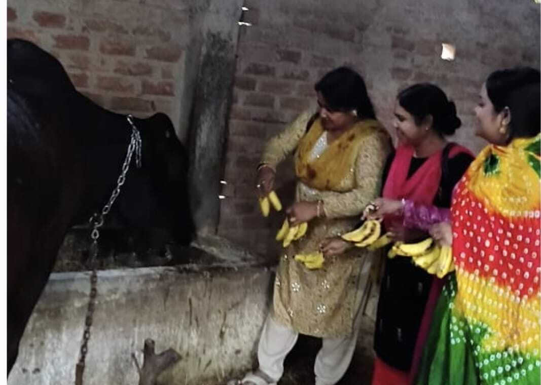 समाजसेविका ने गोपाष्टमी पर गौमाताओं का किया पूजन  समाजसेविका ने गोपाष्टमी पर गौमाताओं का किया पूजन