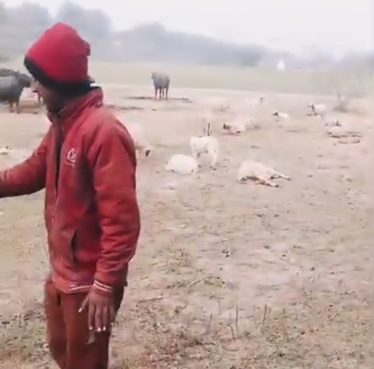 राष्ट्र प्रेरणा स्थल के पास 100 भेड़ों की मौत, उद्घाटन समारोह के बचे खाने से विषाक्तता की आशंका