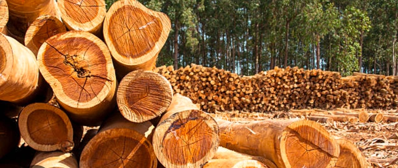 एनजीटी में याचिका दायर, पेड़ों की कटाई पर रोक की मांग,लघु खबरों के साथ