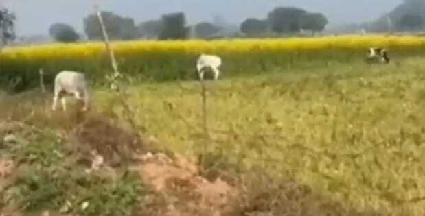 सरकारी दावे फेल! अन्ना पशुओं ने खेत किया साफ, किसान की मेहनत बर्बाद