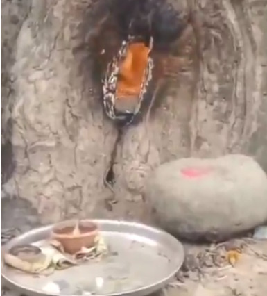 पेड़ से आग निकलने की घटना, मंदिर के सामने दृश्य देख दहशत में लोग