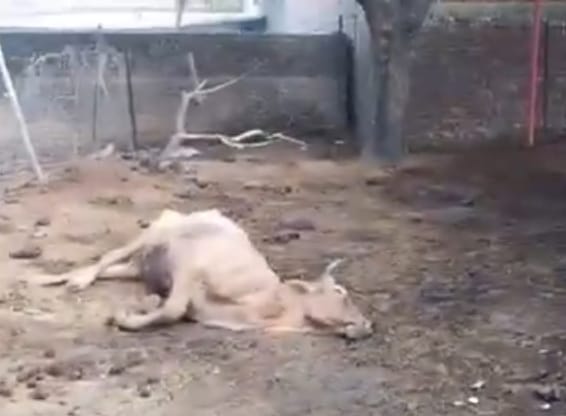  गौशाला में ठंड से गौवंशों की मौत, जिम्मेदार बोले—बजट नहीं