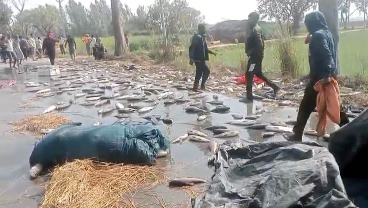 मछली से लदी पिकअप पलटी, मची अफरा- तफरी लोग मछलियां बटोरते भी नजर आए