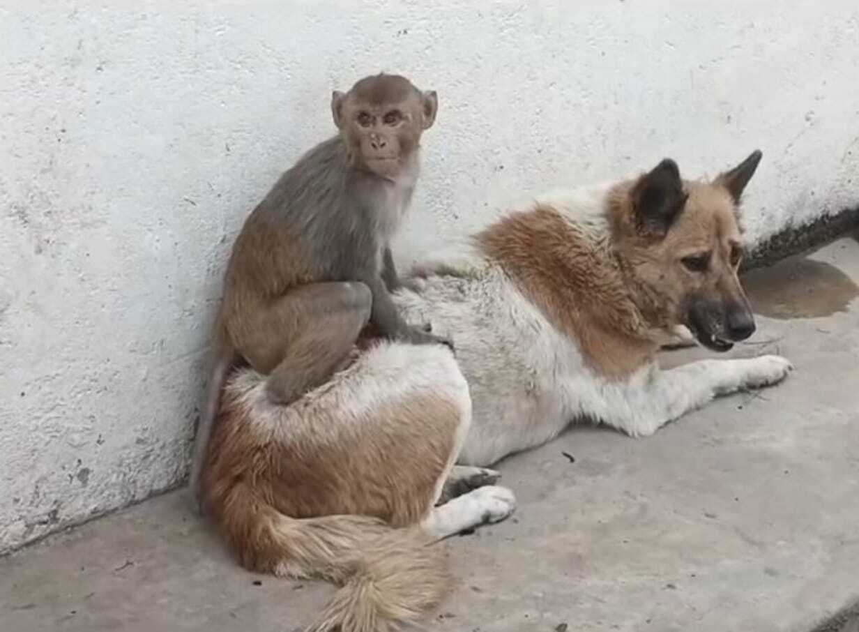 जय-बीरू देख लोग हुए गदगद, अन्य लघु खबरों के साथ