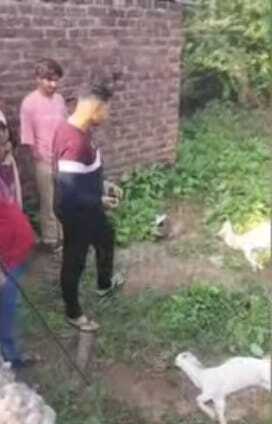 उरई में आवारा कुत्तों का हमला, आठ बकरियों की मौत