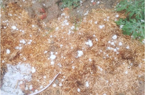  बेमौसम बारिश और ओलावृष्टि से किसानों की कमर टूटी, फसलें बर्बाद