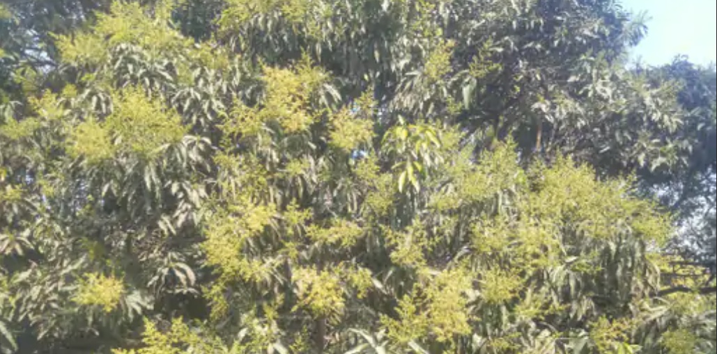 आम की अच्छी पैदावार के लिए बाग प्रबंधन बेहद जरूरी,अन्य लघु खबरों,,,