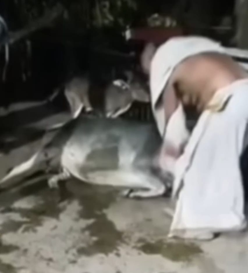 कोटरा क्षेत्र में पुजारी पर गाय के साथ क्रूरता का आरोप, वीडियो वायरल