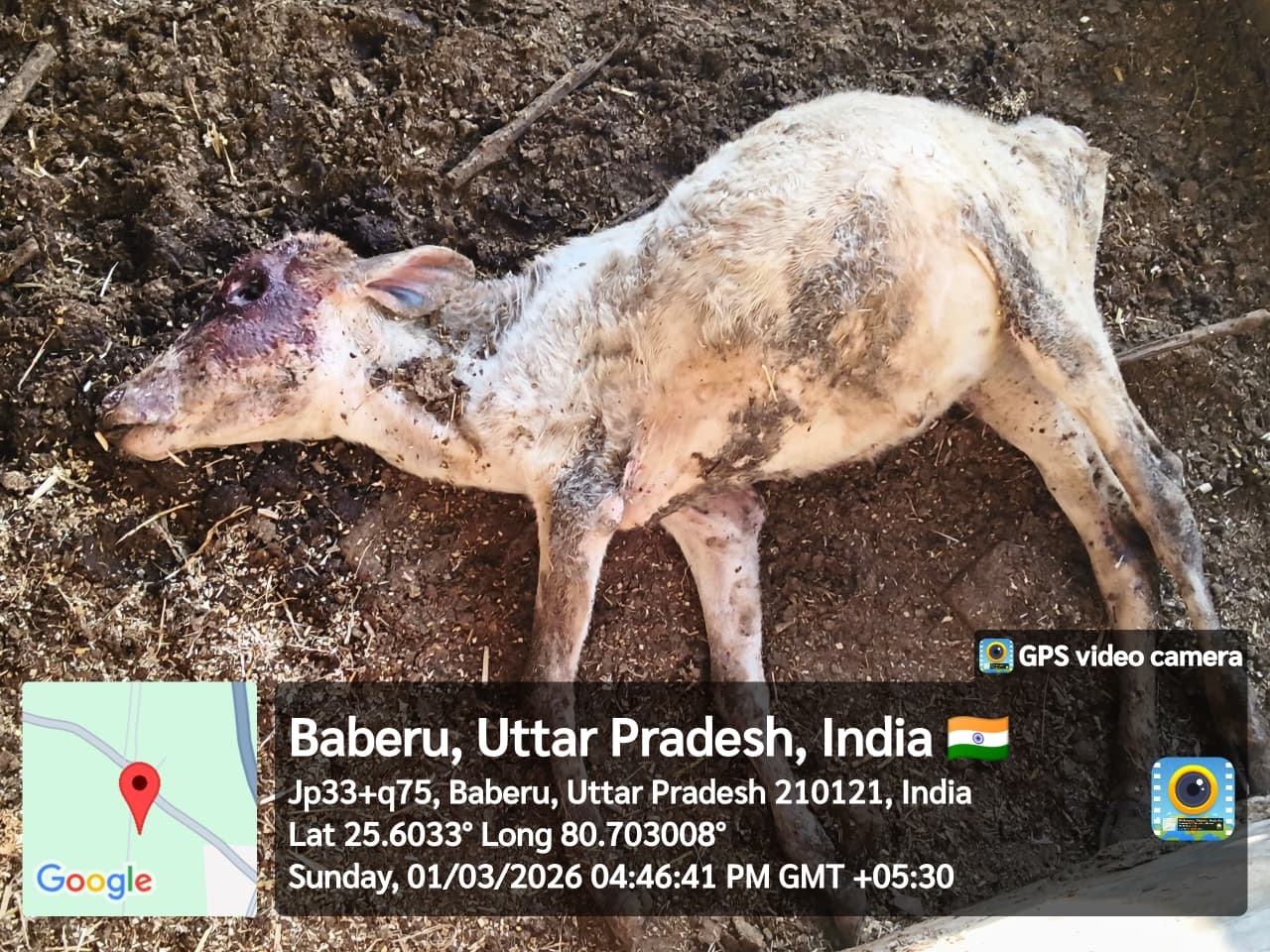 ऐसा प्रतीत हो रहा है कि गोवंश की हड्डी का व्यापार गौशाला संचालकों द्वारा किया जा रहा