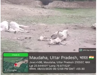 गौशाला में दर्जन भर से ज्यादा गायों की मौत, वीडियो बनाने पर भड़का प्रधान