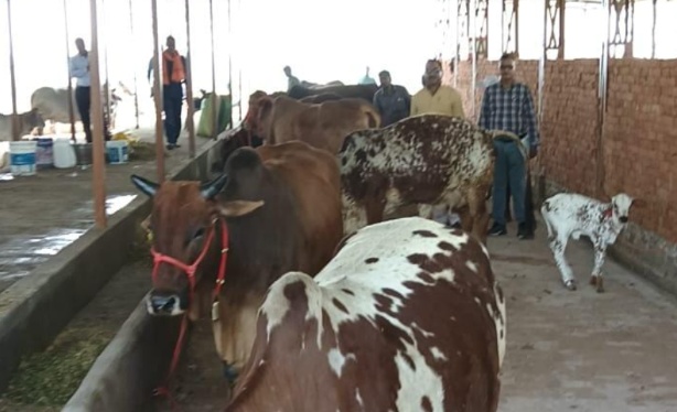 आधी लागत दोगुना मुनाफा” नंदिनी डेयरी प्रोजेक्ट पर योगी सरकार दे रही