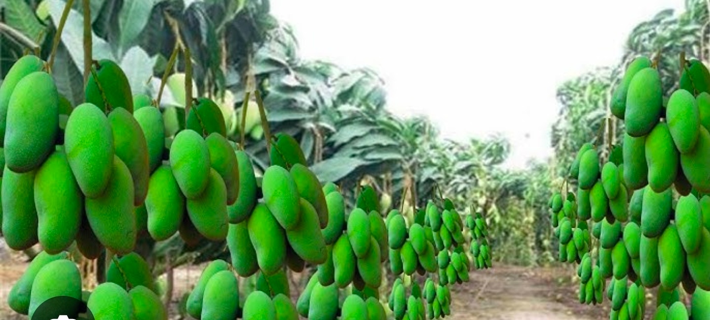 आम की फसल को बचाने के लिए उद्यान विभाग की एडवाइजरी जारी