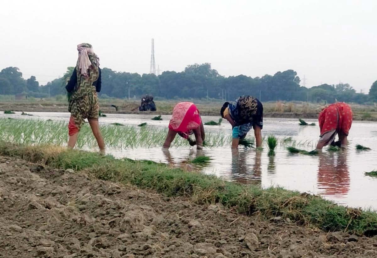 मानसून की बेरुखी से खेतों में संकट, इंजन के सहारे हो रही धान की रोपाई