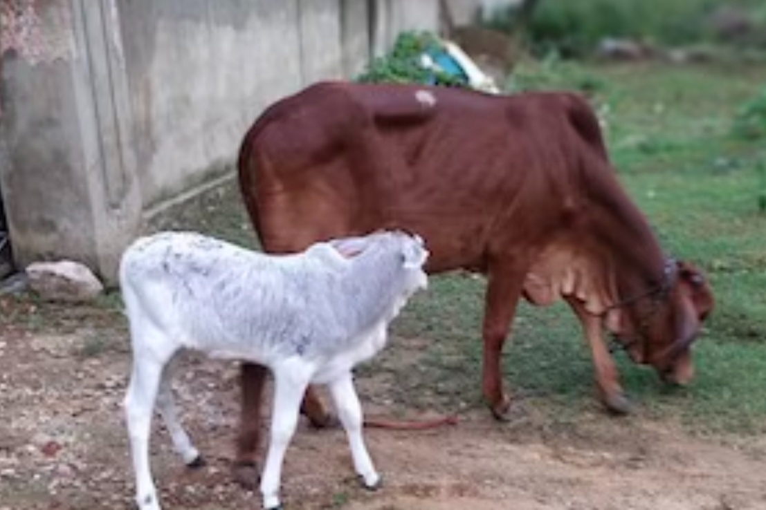 गौशाला में लापरवाही पर सचिव निलंबित, डीडीओ ने की कार्रवाई