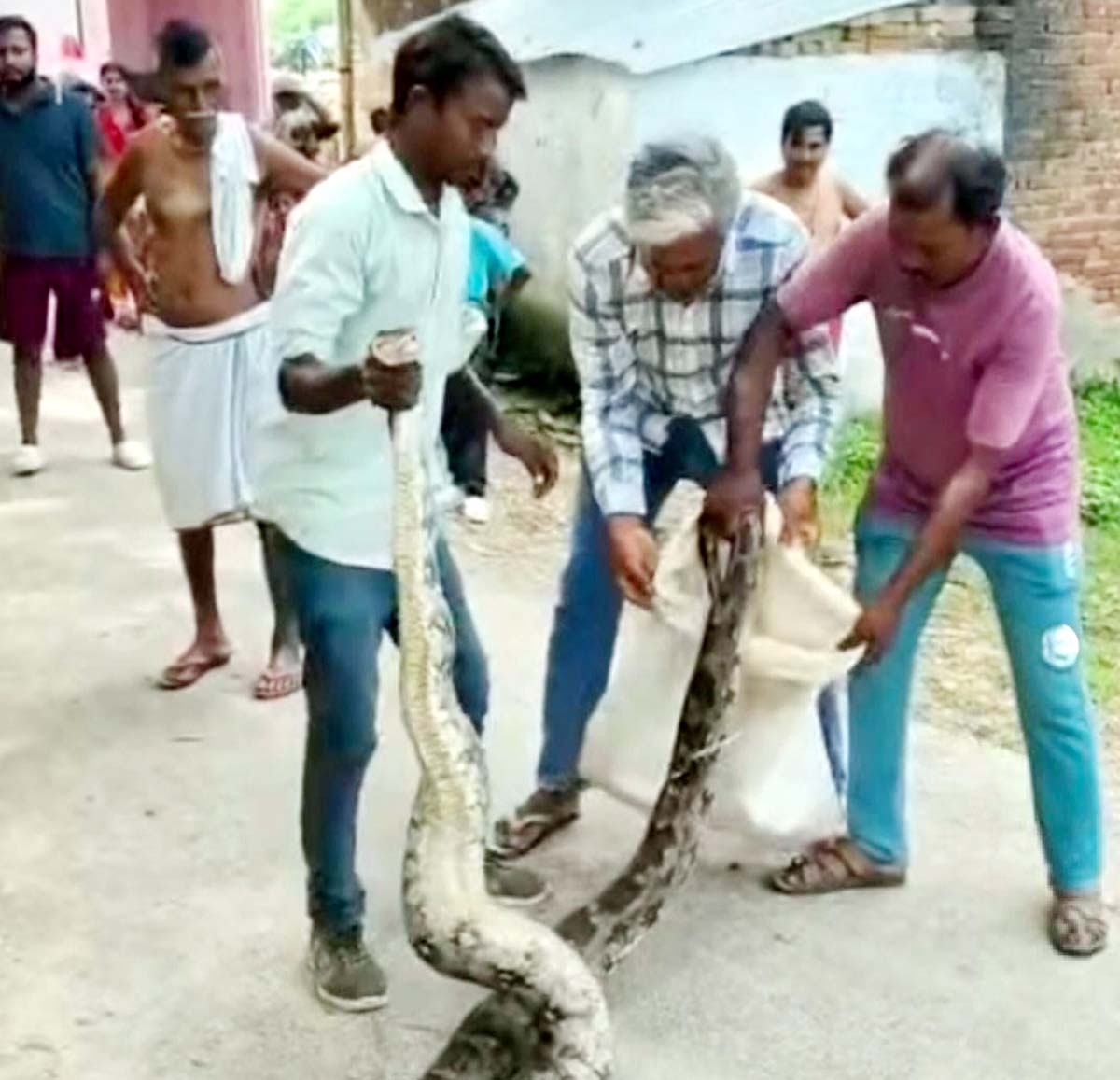 बकरी को निगल रहा था अजगर, नजारा देख मचा हड़कंप