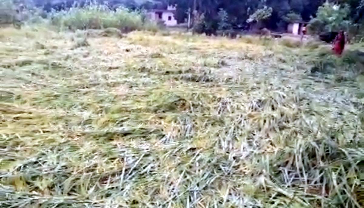 24 घंटे से हो रही बरसात ने बढ़ाई अन्नदाताओं की चिंता, बिछी धान की फसल