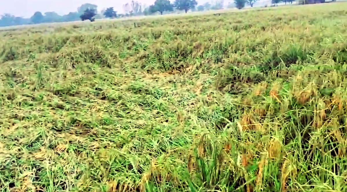 तेज हवा व बारिश से खेतों में बिछी पकी धान की फसल, किसानों के सामने आर्थिक संकट