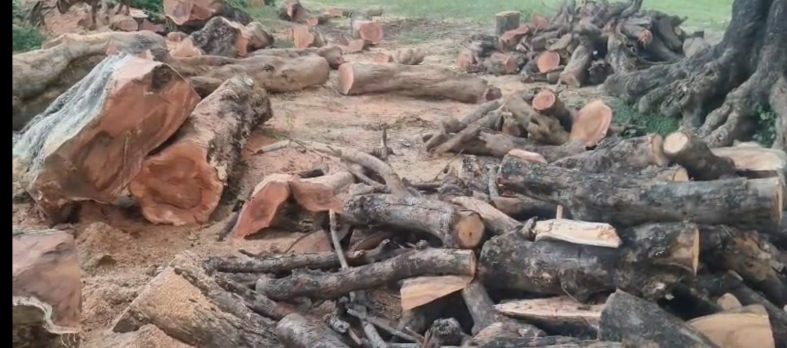 हुसैनगंज इलाके में नहीं थम रहा हरे पेड़ों की अवैध कटान, बड़े पैमाने पर काटे जा रहे हैं हरे वृक्ष.